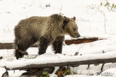 Snow and Cubs YNP May 2025